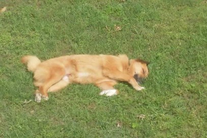 18788667_1439220689454291_960620168_n