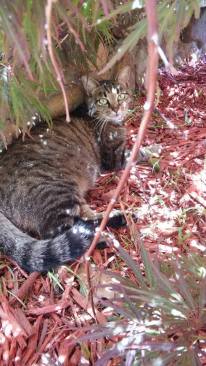 18834741_1439220726120954_603046734_n