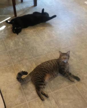 19622359_1471932742849752_564747485_n